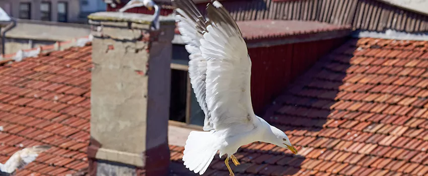 Residential Chimney Animal Removal Solution in East Rancho Dominguez, CA